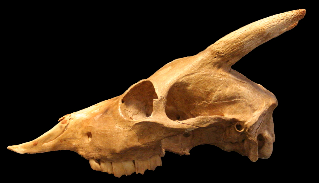 Crani de 'Myotragus balearicus' procedent de la cova Genovesa, a Manacor. / PERE BOVER